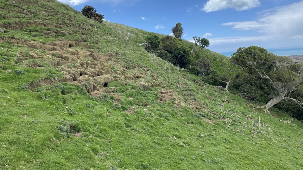 Damage From Rabbits On Farm IIMG E5531