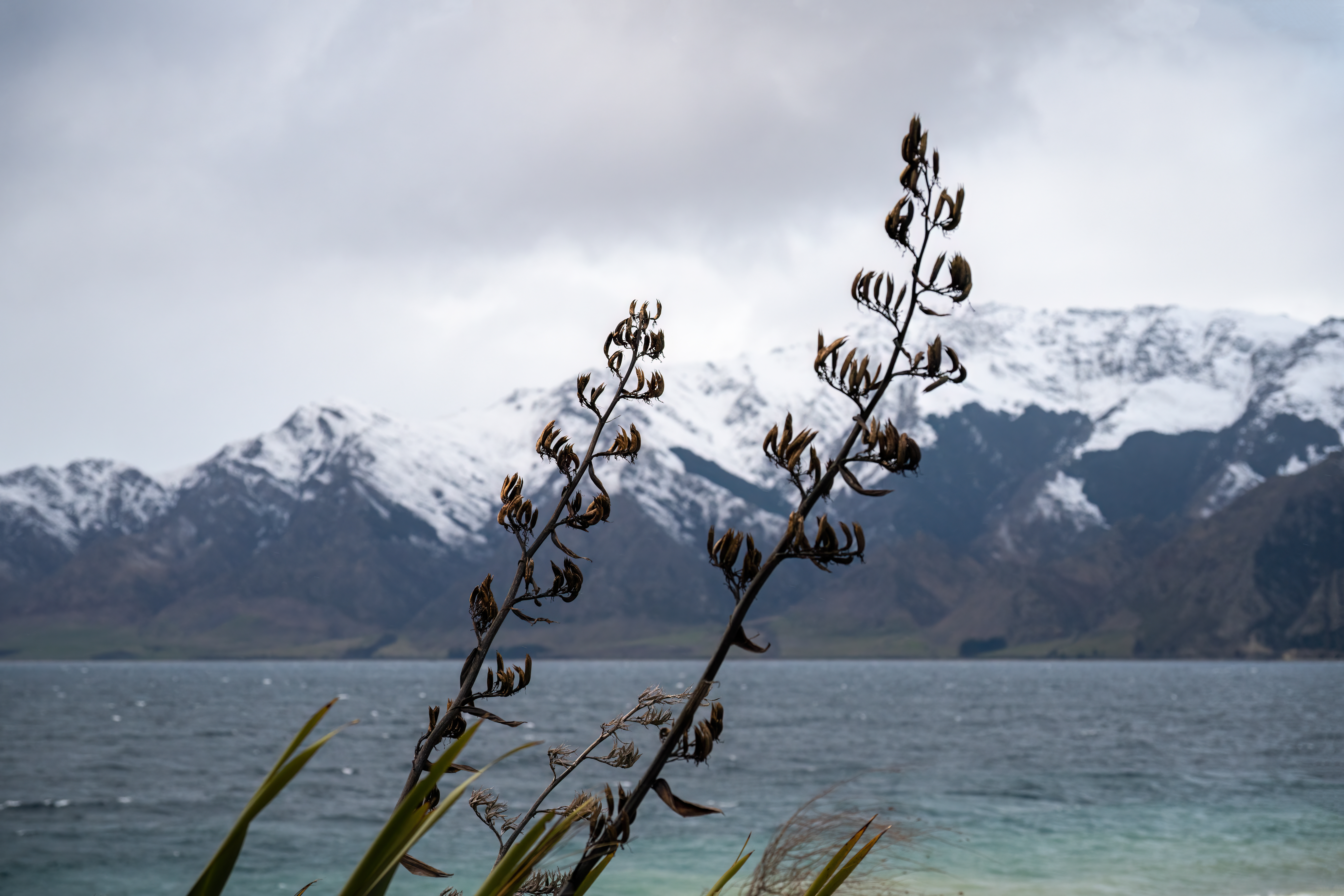 Native New Zealand Flax Or Harakeke By Lake Hawea. Blurred Mountain Ranges In The Background, South Island Adobestock 526927477