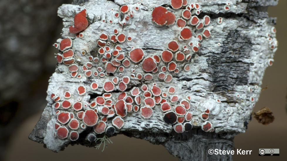 Haematomma Babingtonii Photo Steve Kerr, Some Rights Reserved (CC BY)