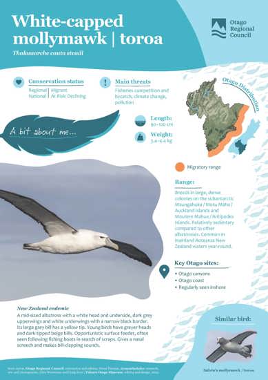 White Capped Mollymawk Toroa (2)