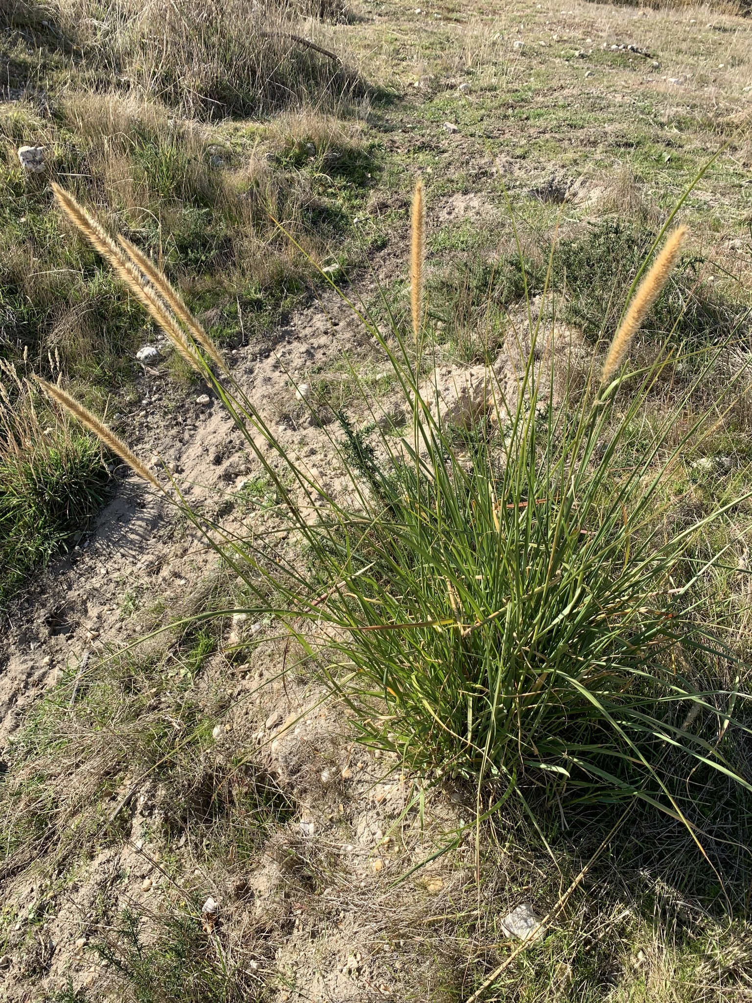 African Feather Grass Andy Steed 3