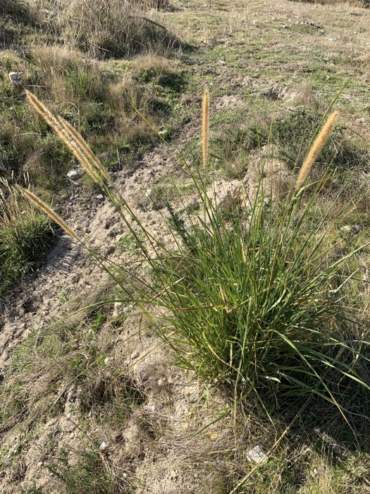 African feather grass - report this pest to Otago Regional Council