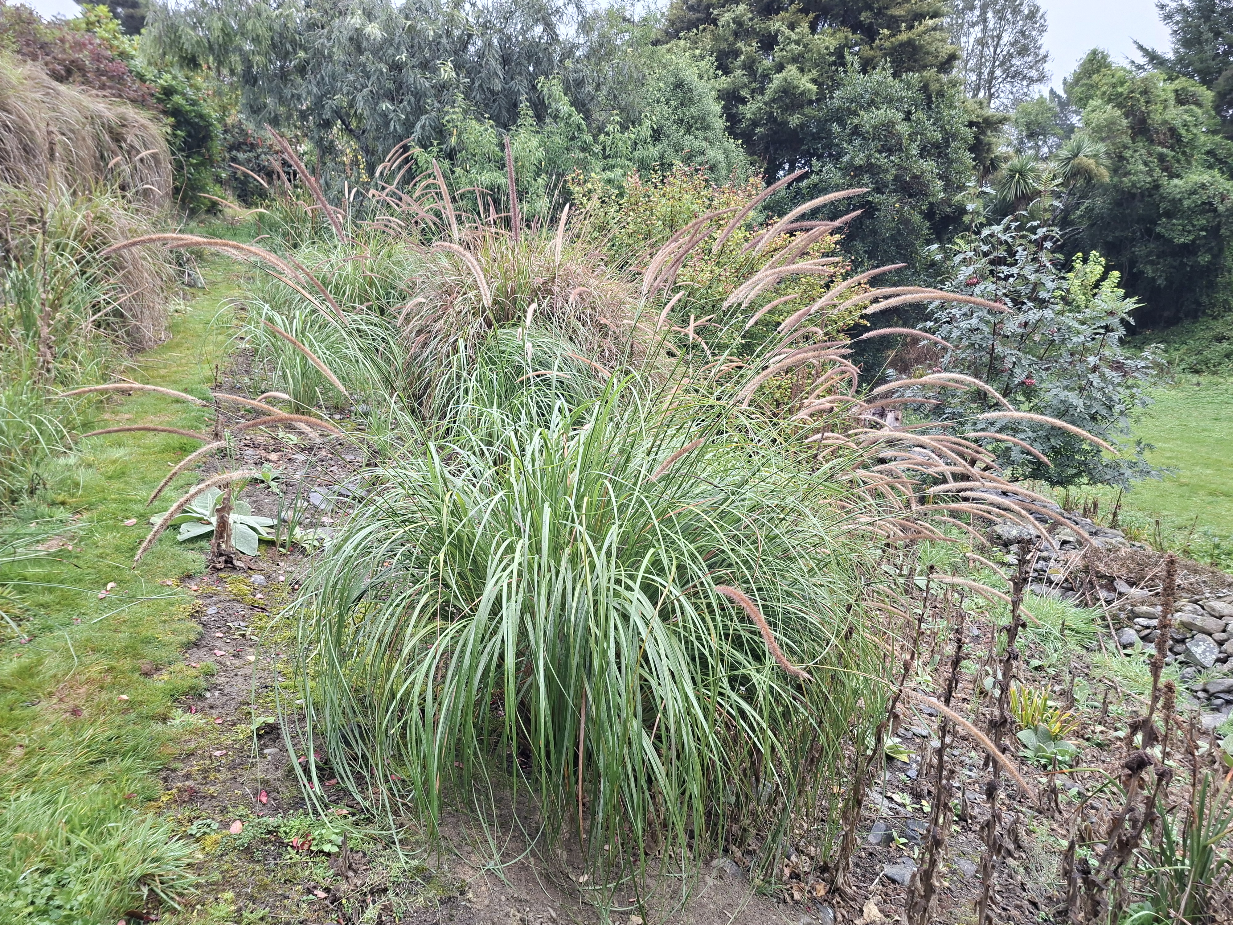 African Feather Grass 12 Photo Orc