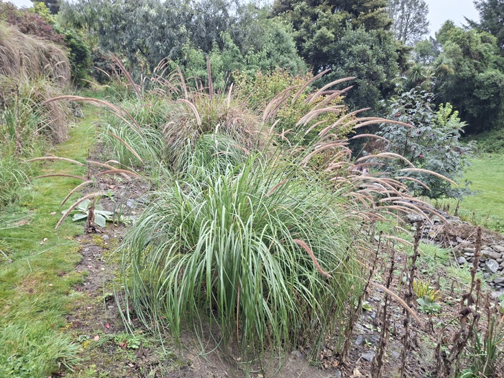 African Feather Grass 12 Photo Orc