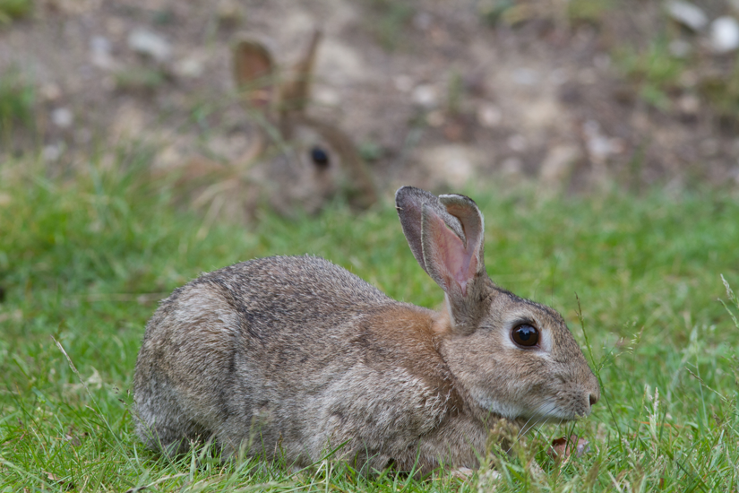 Rabbit management