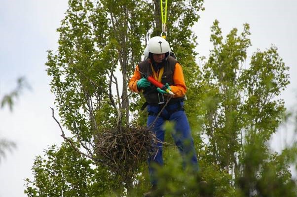 A rook nest is inspected by Malcolm Allan from ORC