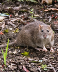 Norway rat