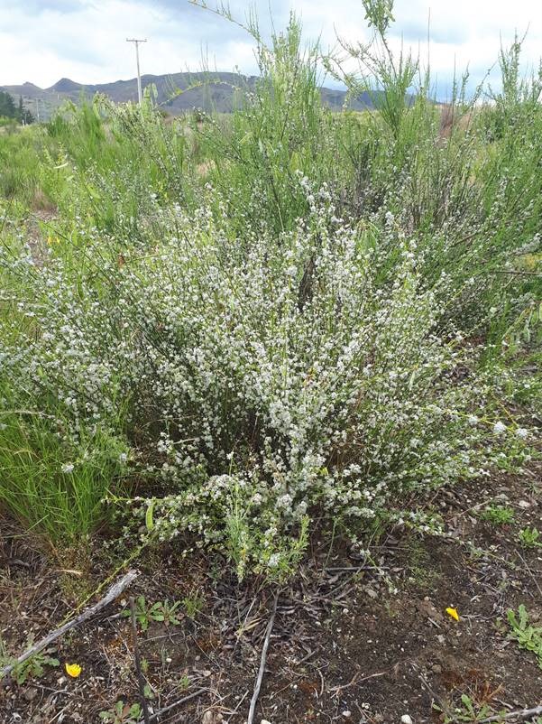 Another broom plant infested with white galls produced by the mite.