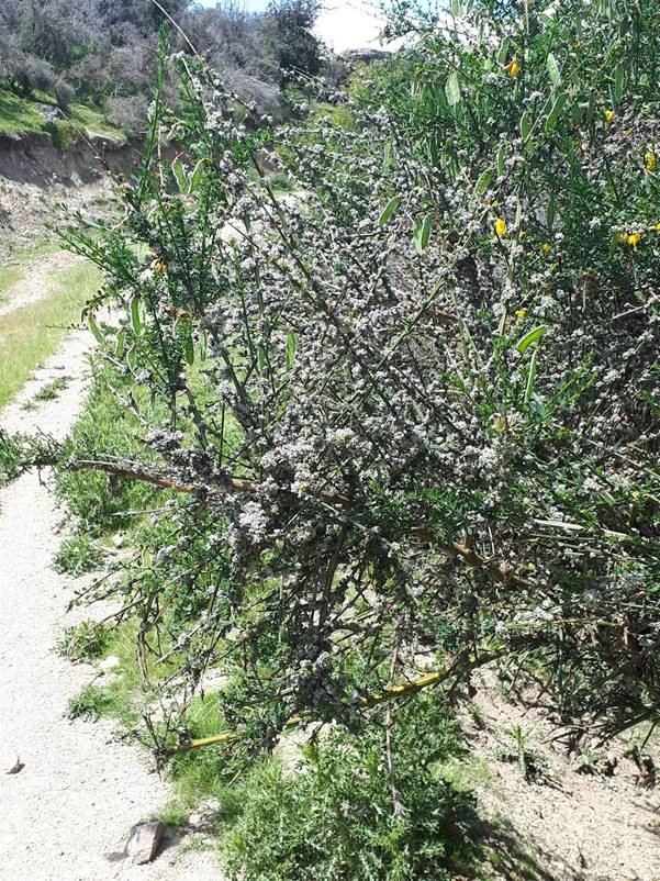 Another broom plant infested with white galls produced by the mite.