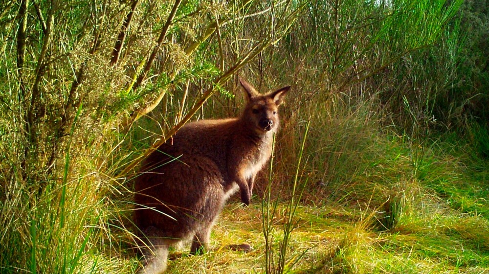 Wallaby - ORC 3.JPG