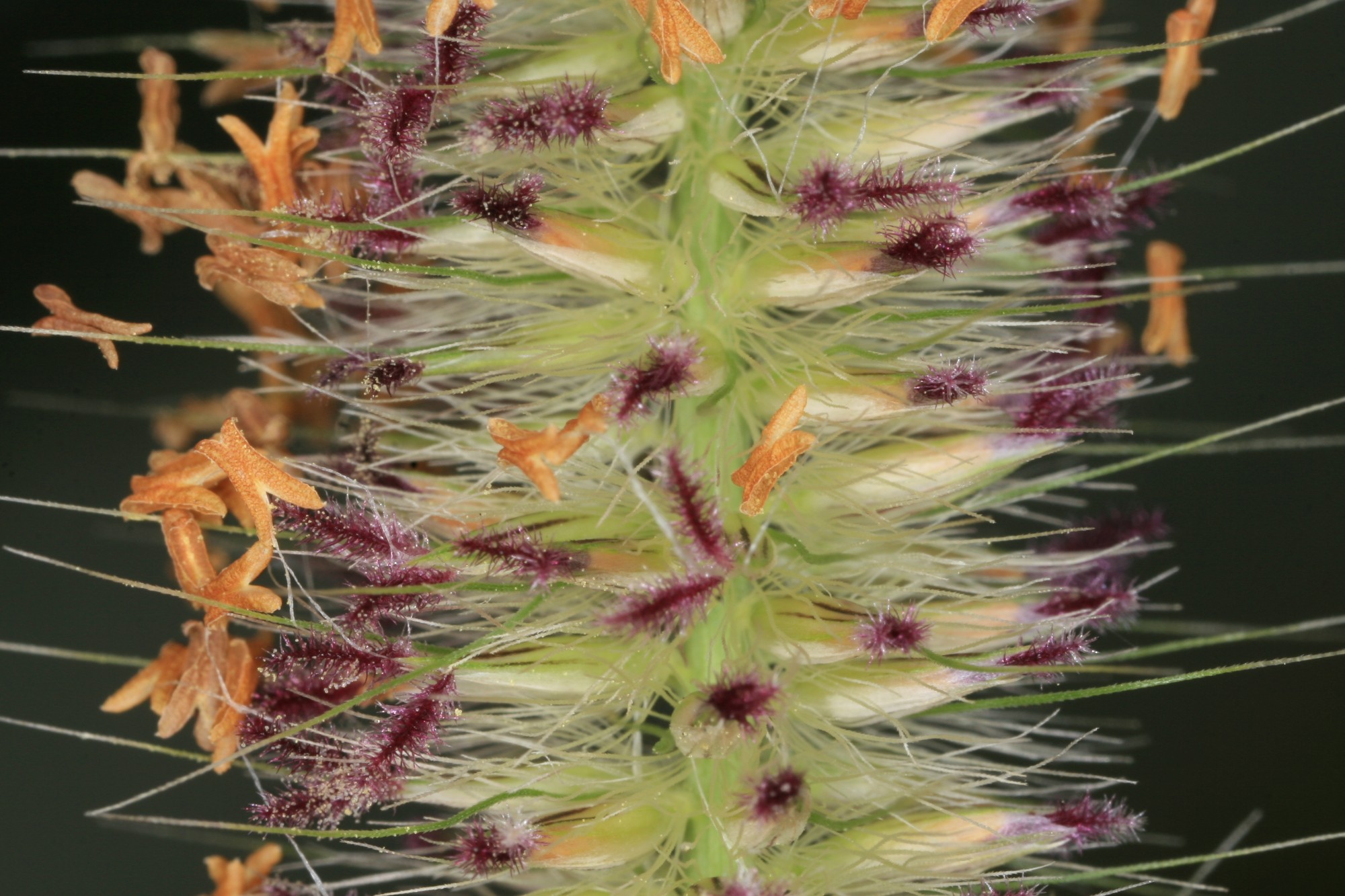 African feather grass