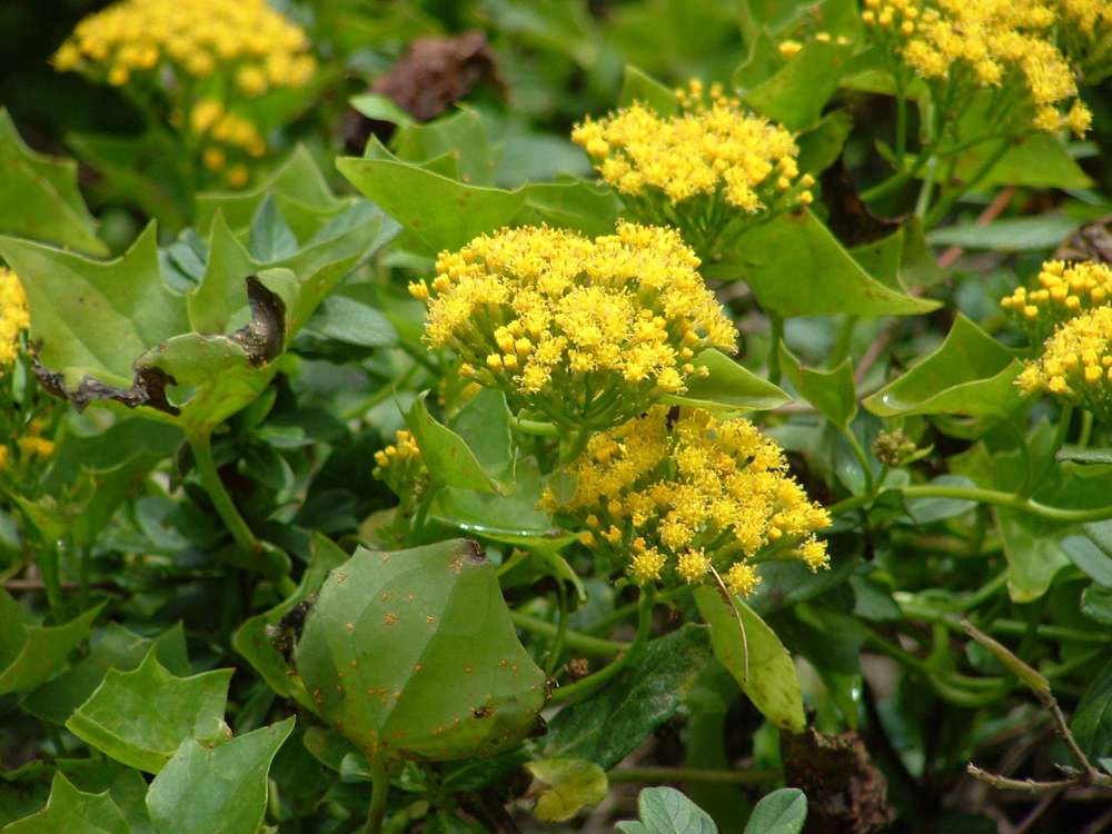Cape ivy 1 - Weedbusters.jpg