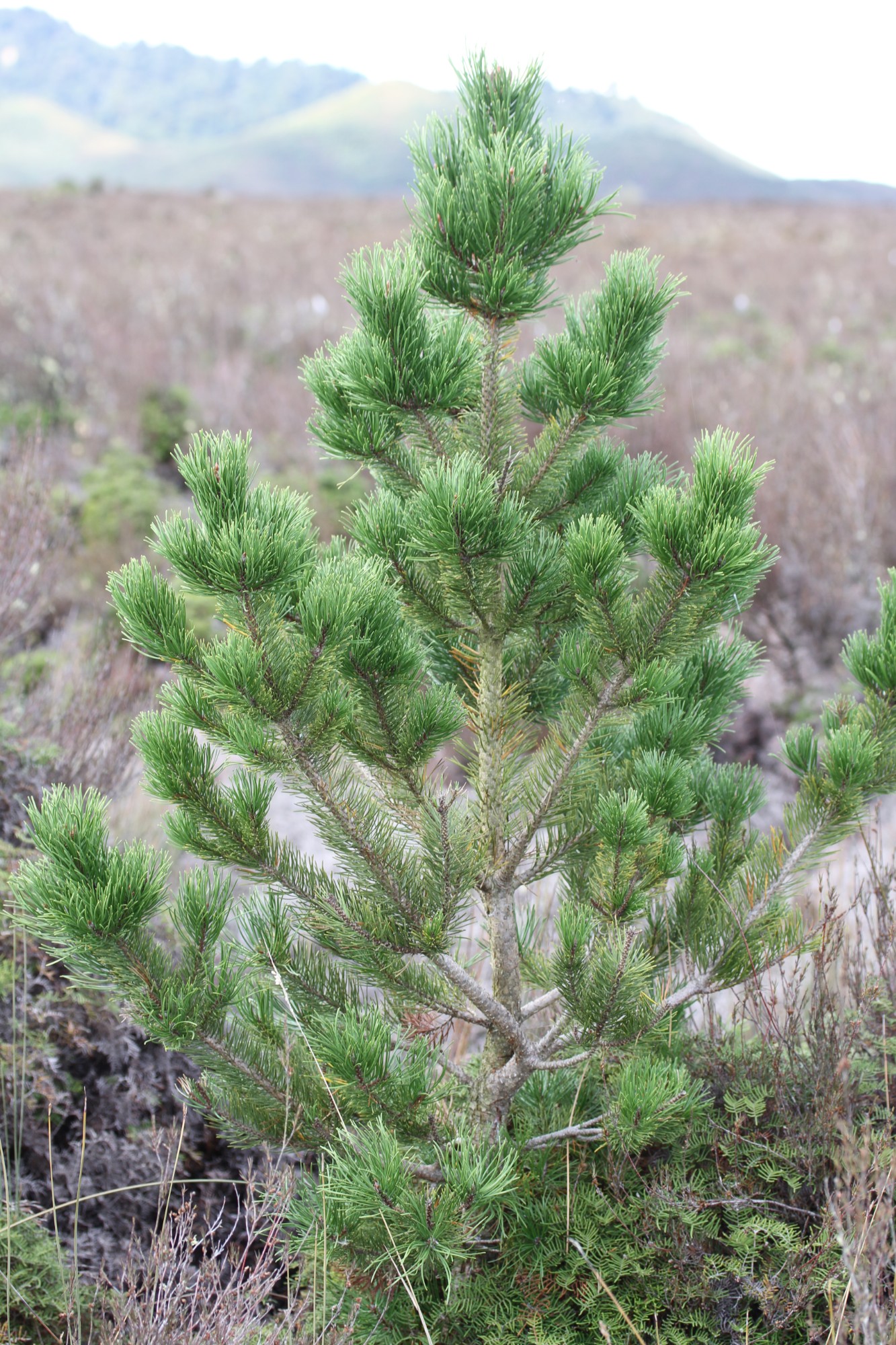 Contorta pine - Source: Weedbusters