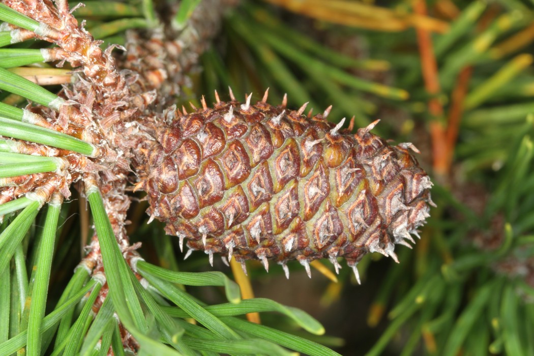 Wilding conifers - Otago Regional Council