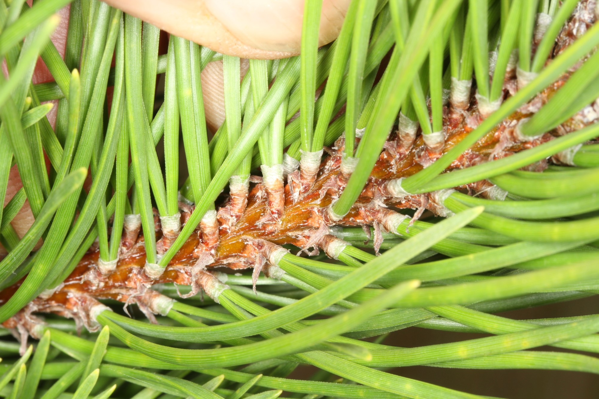 Contorta pine - Source: Weedbusters