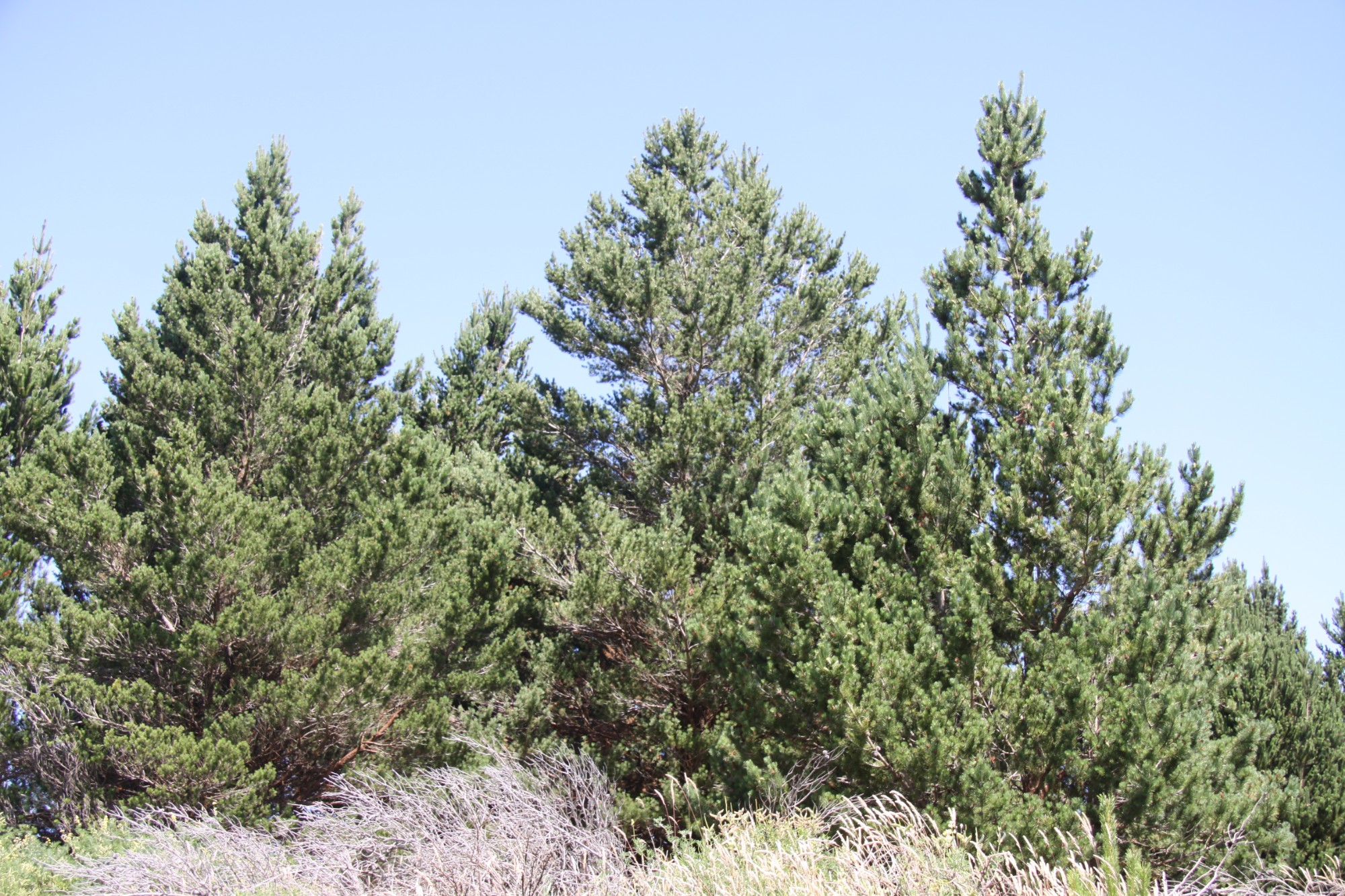 Contorta pine - Source: Weedbusters