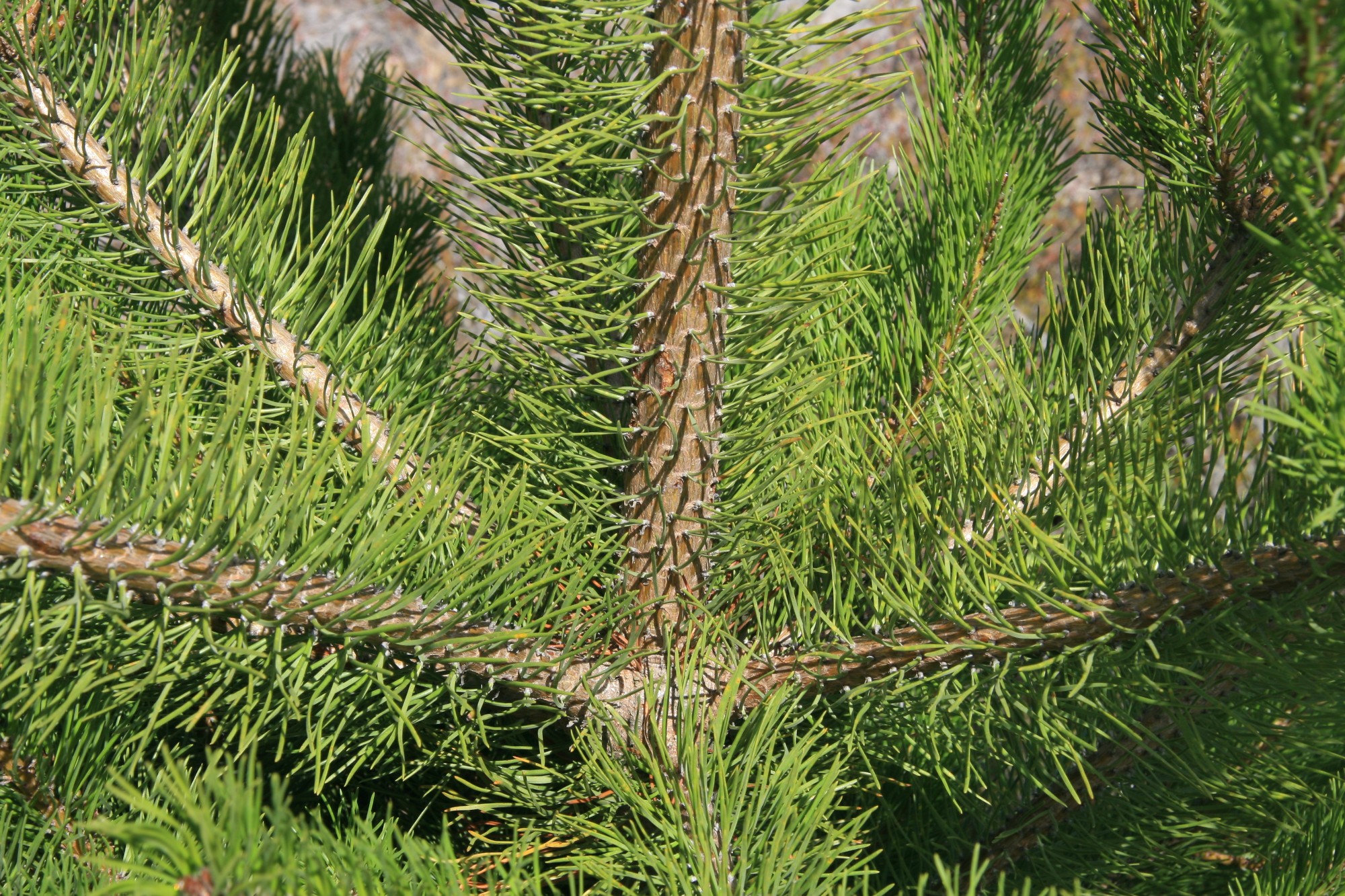 Contorta pine - Source: Weedbusters
