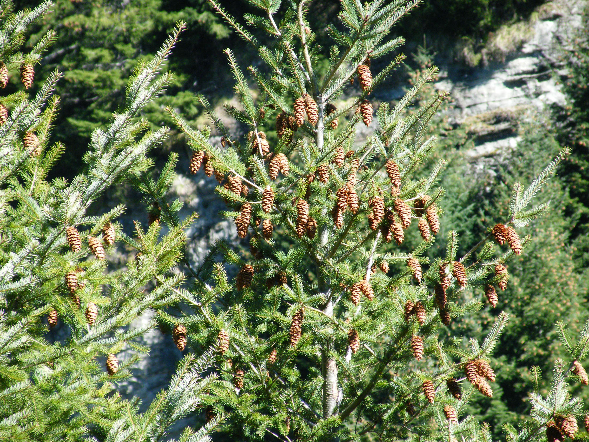 Douglas fir - Source: Weedbusters