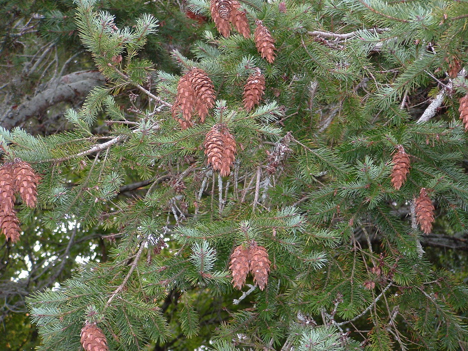 Wilding conifers - Otago Regional Council