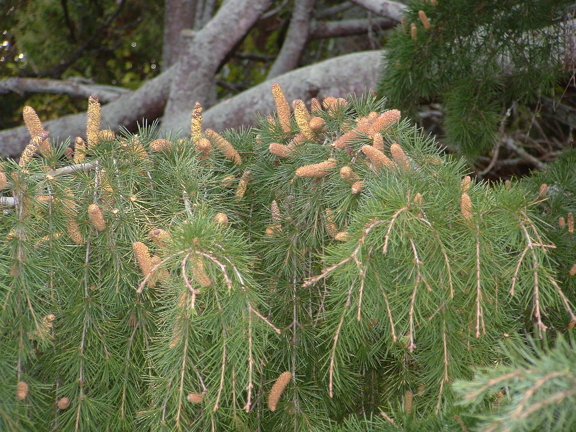 Douglas fir - Source: Weedbusters