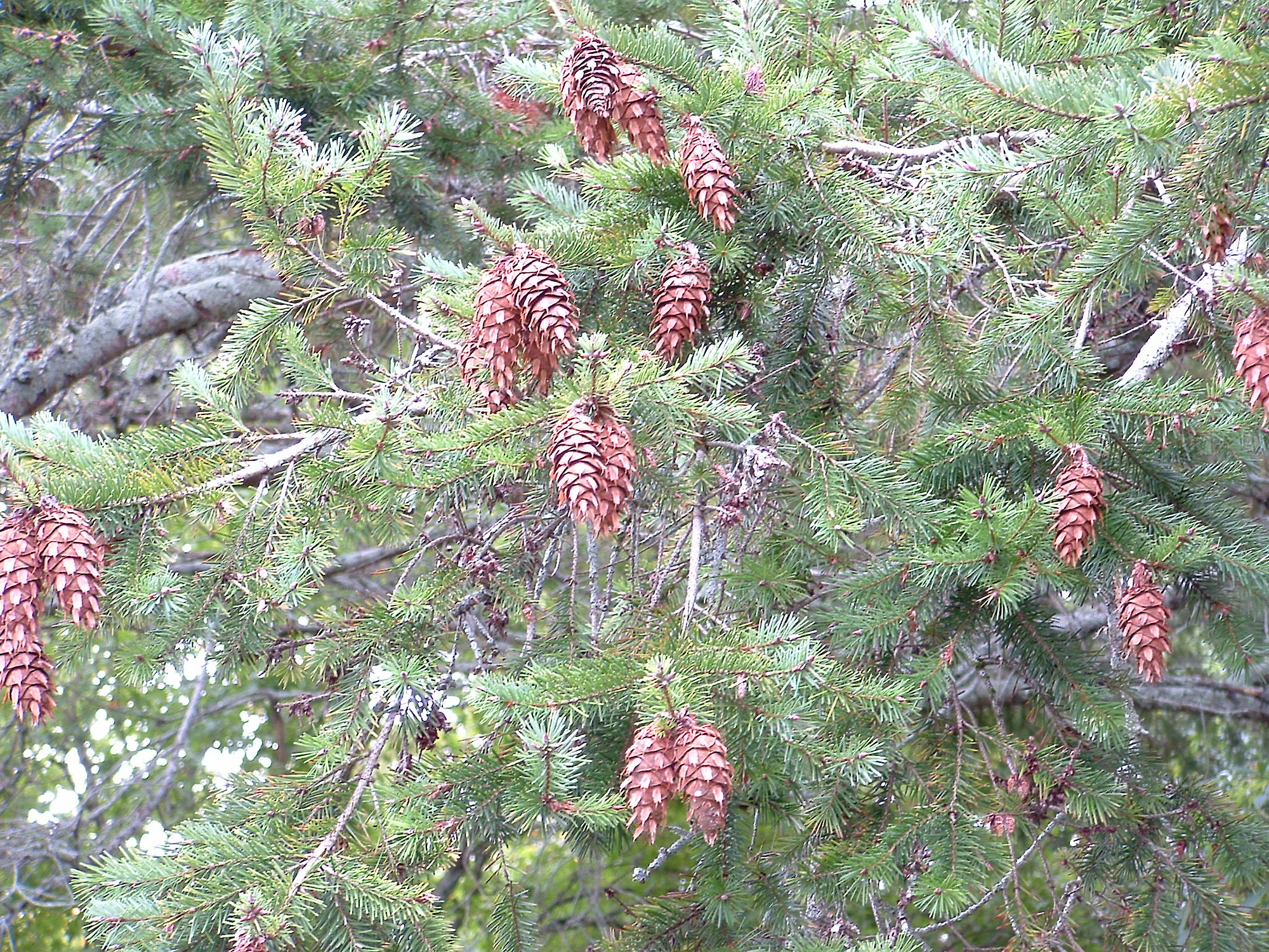 Douglas fir - Source: Weedbusters