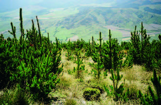 Wilding conifers