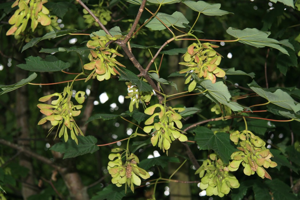 Sycamore