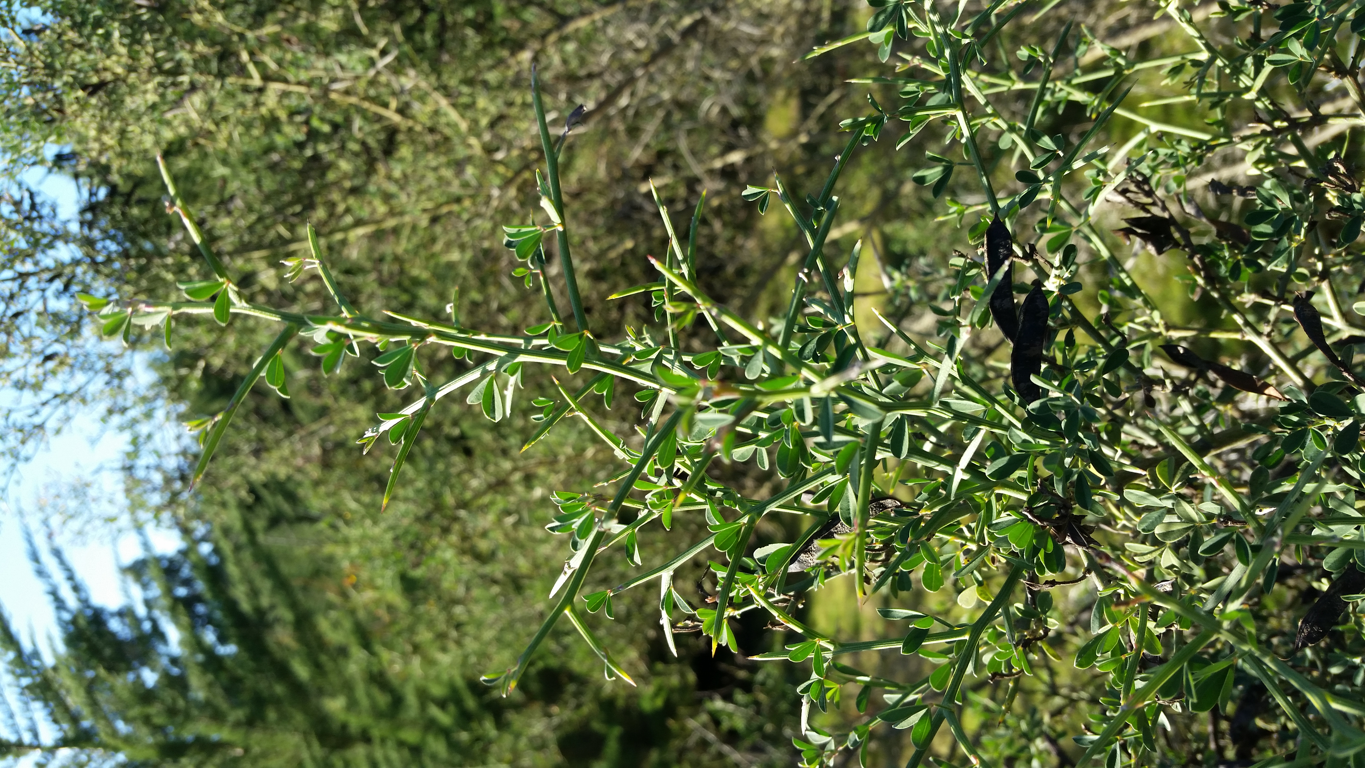 Spiny broom.jpg