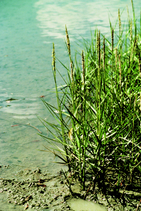 Spartina