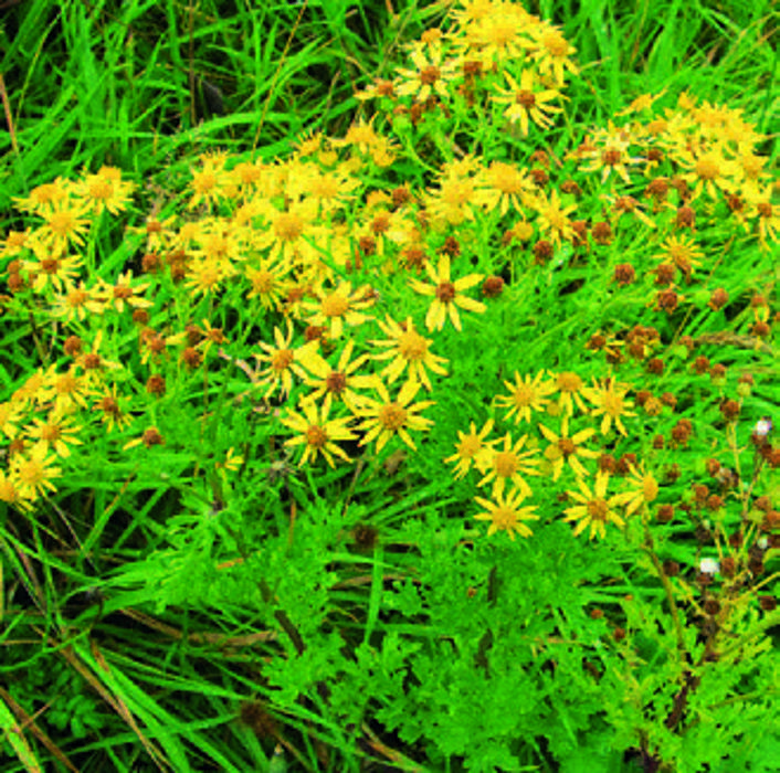 Ragwort