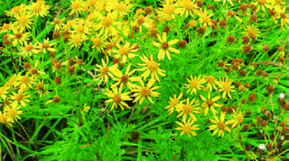 Ragwort