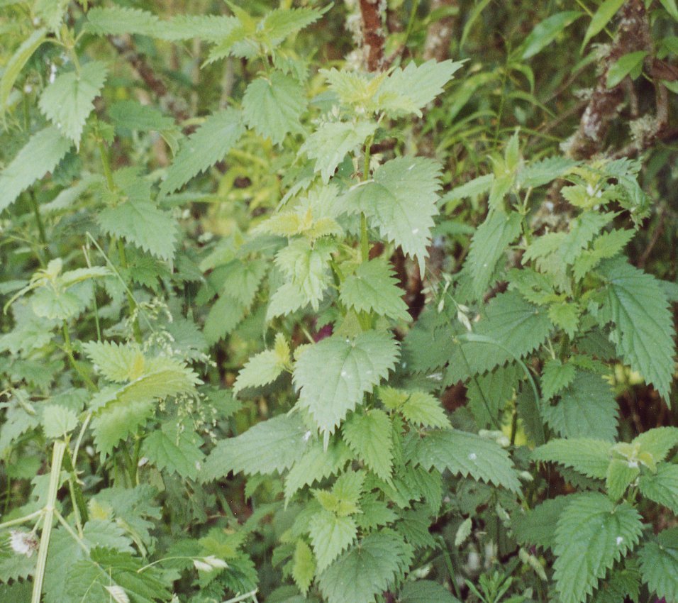 Perennial nettle