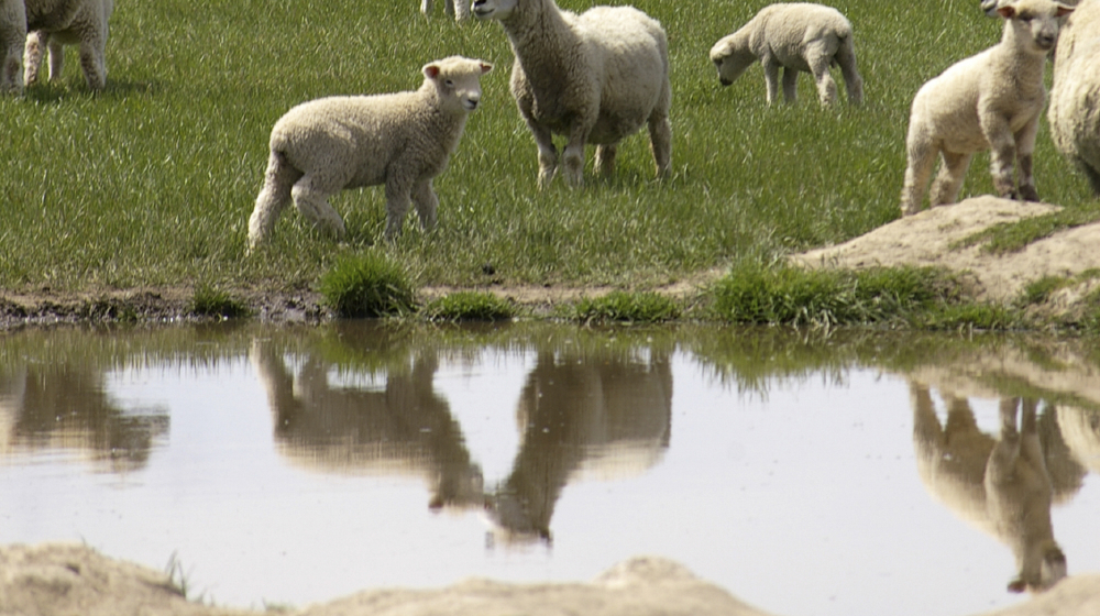 Landfills Offal Pits