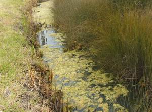 Example of Algae