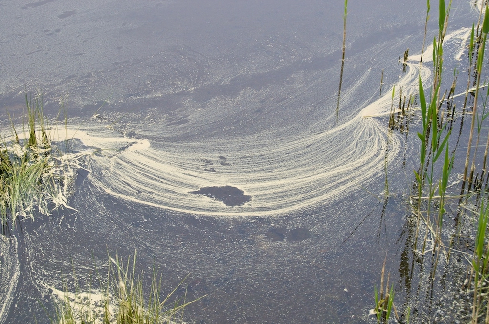 Example of pine pollen in water.  Source: Northland Regional Council