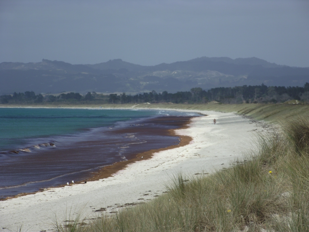 Seaweed can wash up along the shore during certain weather conditions. Source: Northland Regional Council