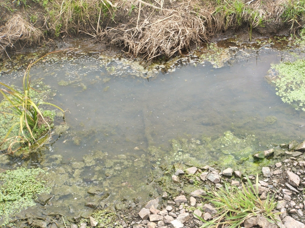 Example of a stagnant stream. Source: Northland Regional Council