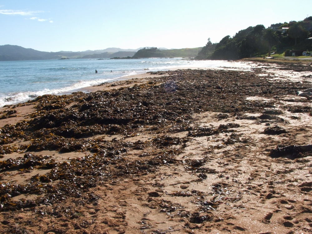 Example of rotting seaweed. Source: Northland Regional Council