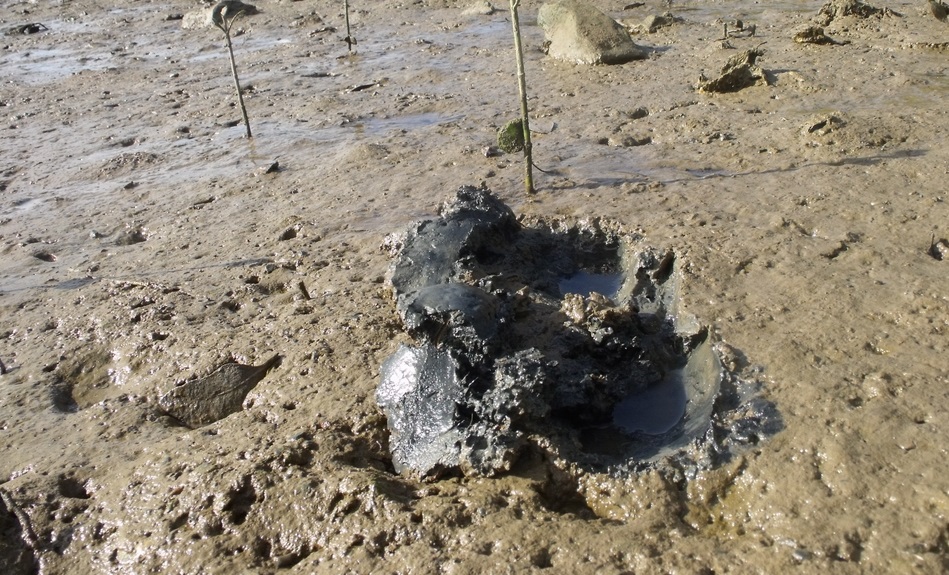 Marine mud