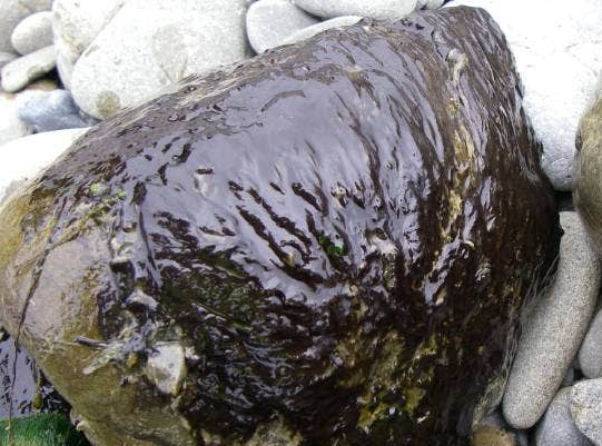 Example of Algae. Source: Northland Regional Council