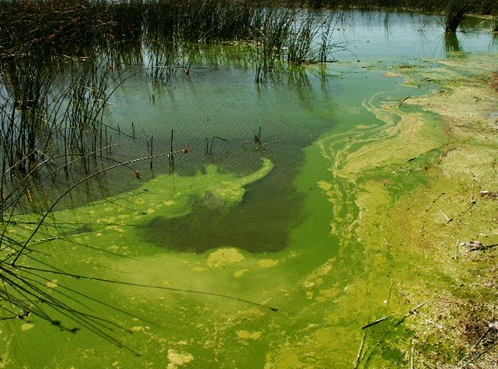 Example of Algae. Source: Northland Regional Council