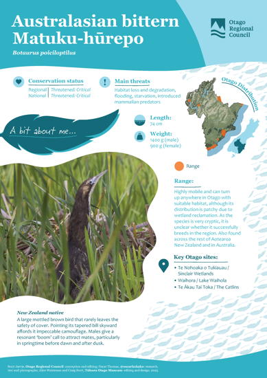 Australasian Bittern Matuku Hūrepo Thumbnail