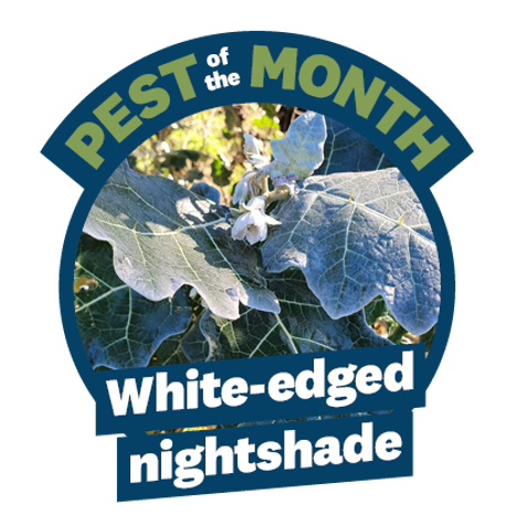 A blue circle with a photo of white-edged nightshade in it and the words pest of the month white-edged nightshade across it 