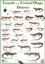 CO Lizards Poster PNG