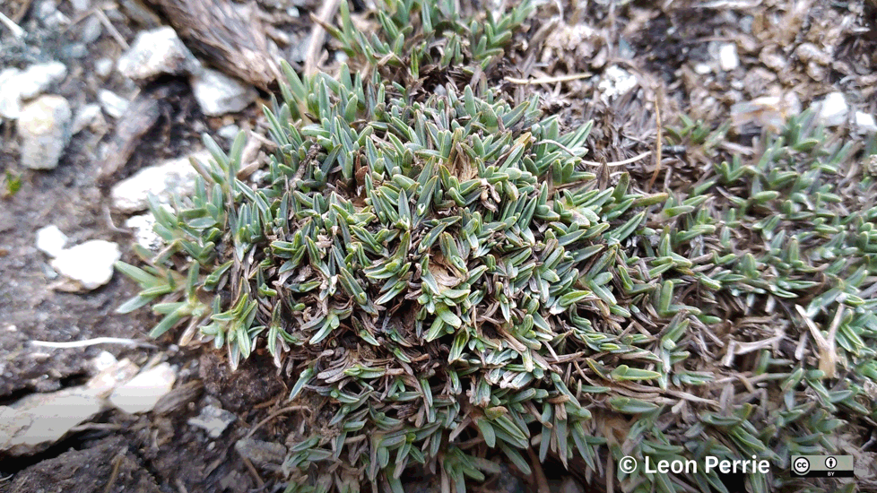 Poa Pygmaea Photo Leon Perrie (Some Rights Reserved) Central Otago