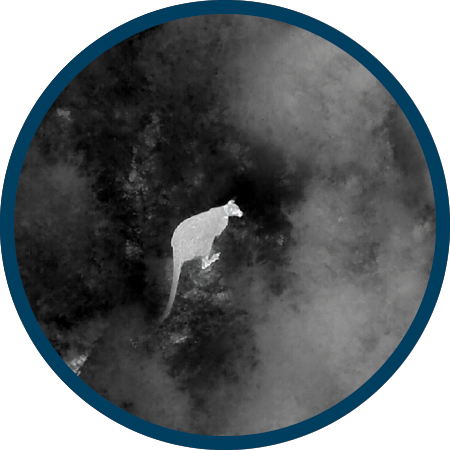 a black and white thermal image with a wallaby glowing white in the centre