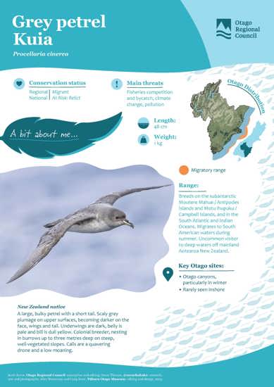 Grey Petrel Kuia