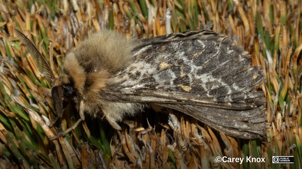 Moth Aoraia Senex Carey Knox CC0