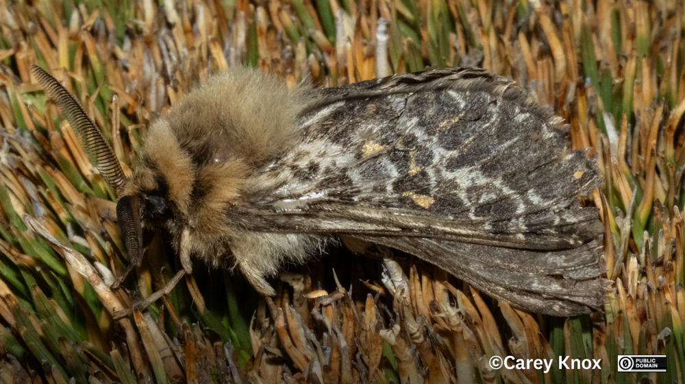 Moth Aoraia Senex Carey Knox CC0