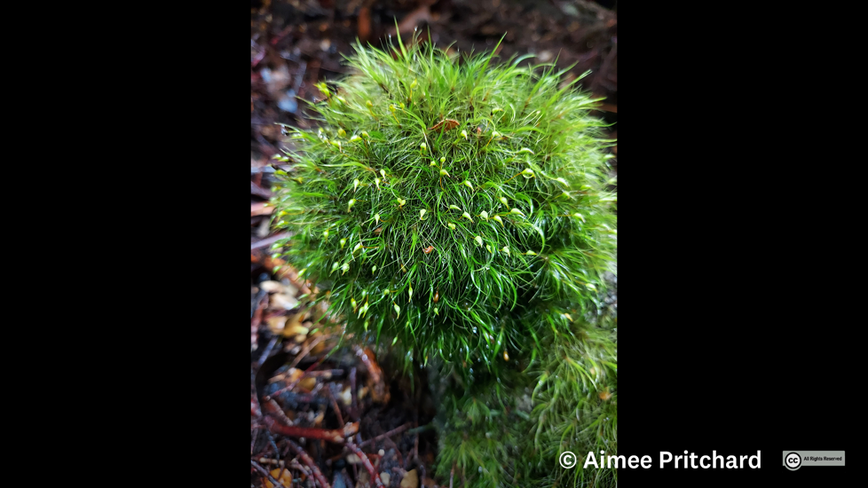 Dicranoloma Robusta. Photo Aimee Pritchard (All Rights Reserved)